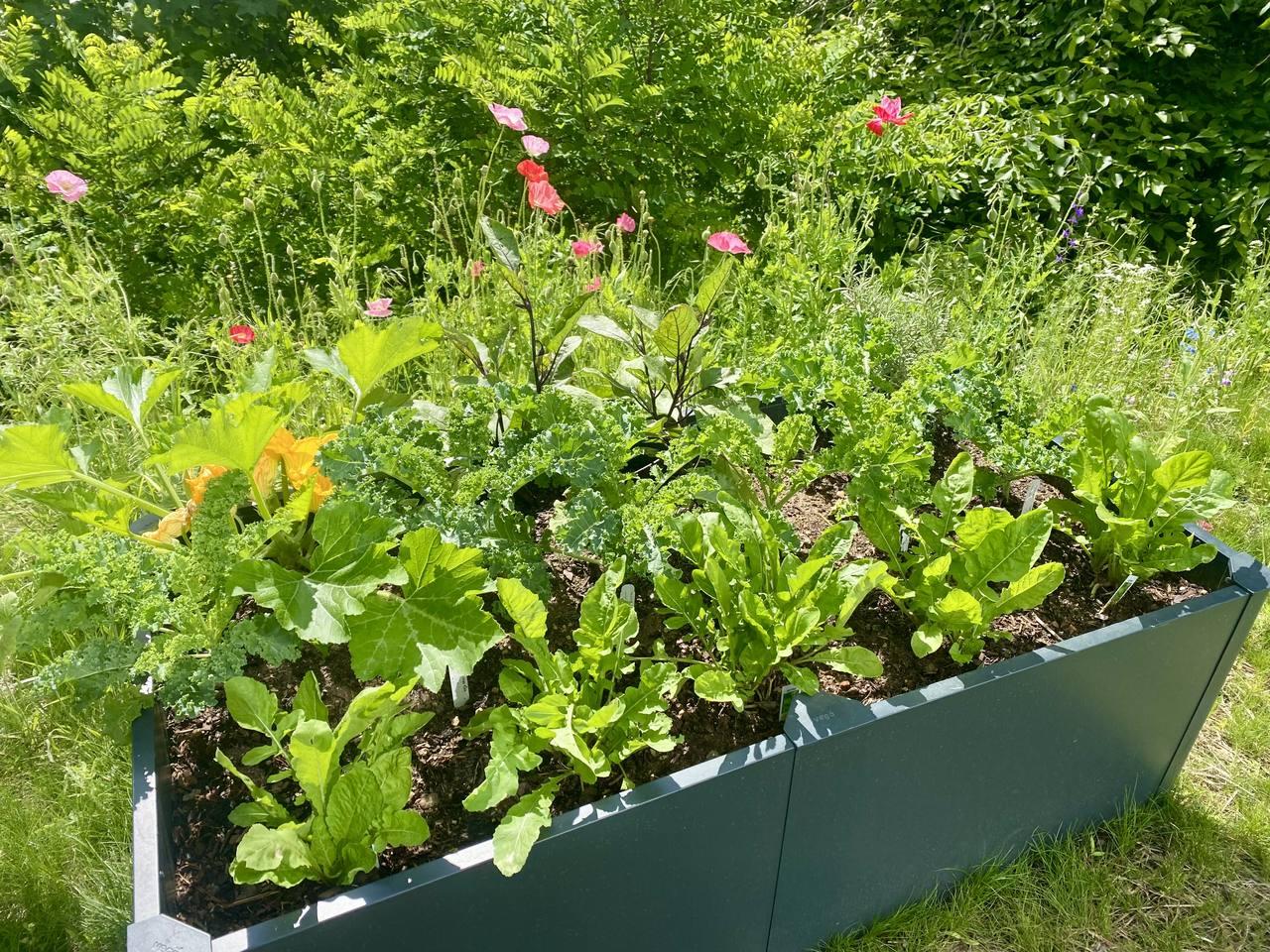 A raised garden bed full of leafy greens and flowering plants.